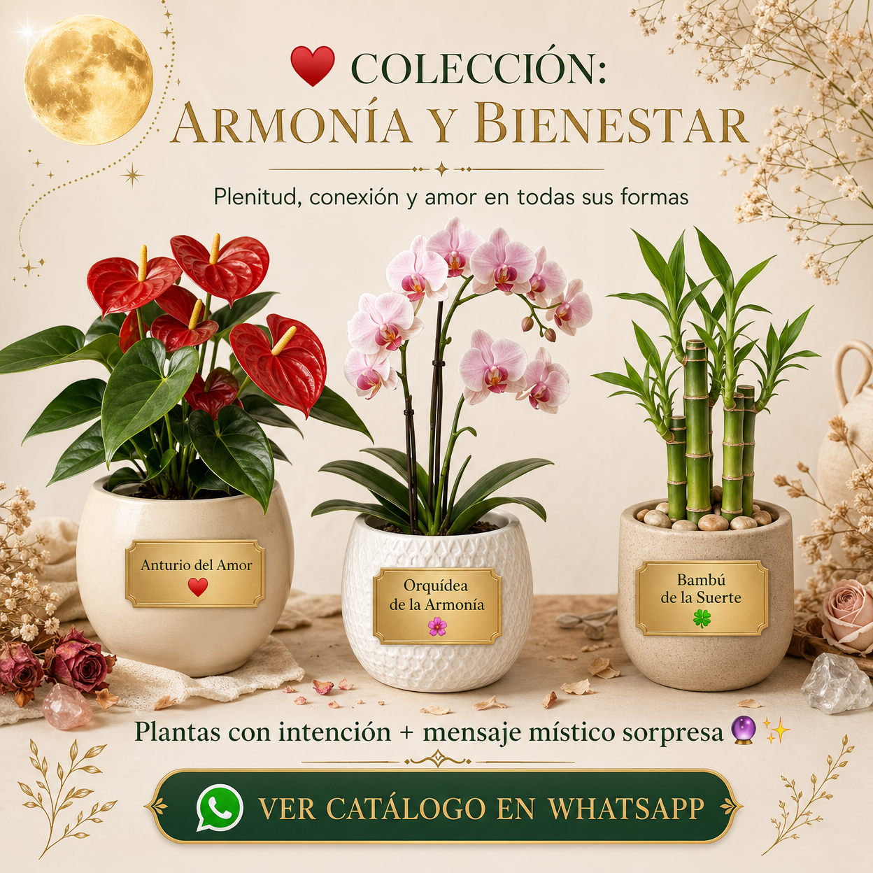Amor