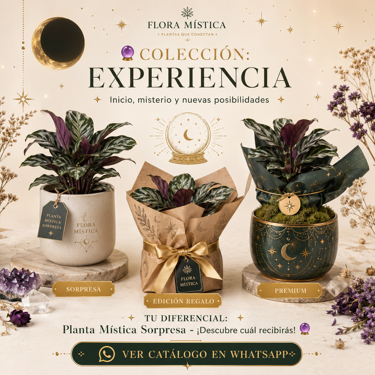 Sorpresa